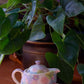 Yuzuriha Flower Pot (Gift Box) -Large