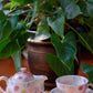 Yuzuriha Flower Pot (Gift Box)
