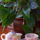 Yuzuriha Flower Coffee Cup Set